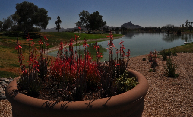 spring in fountain hills